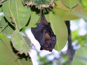 コウモリの特徴と効果的な駆除方法とは 愛知県のネズミ駆除 ゴキブリ 害虫駆除ならバックス