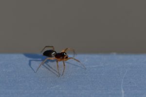 クモの特徴と効果的な駆除対策とは 愛知県のネズミ駆除 ゴキブリ 害虫駆除ならバックス